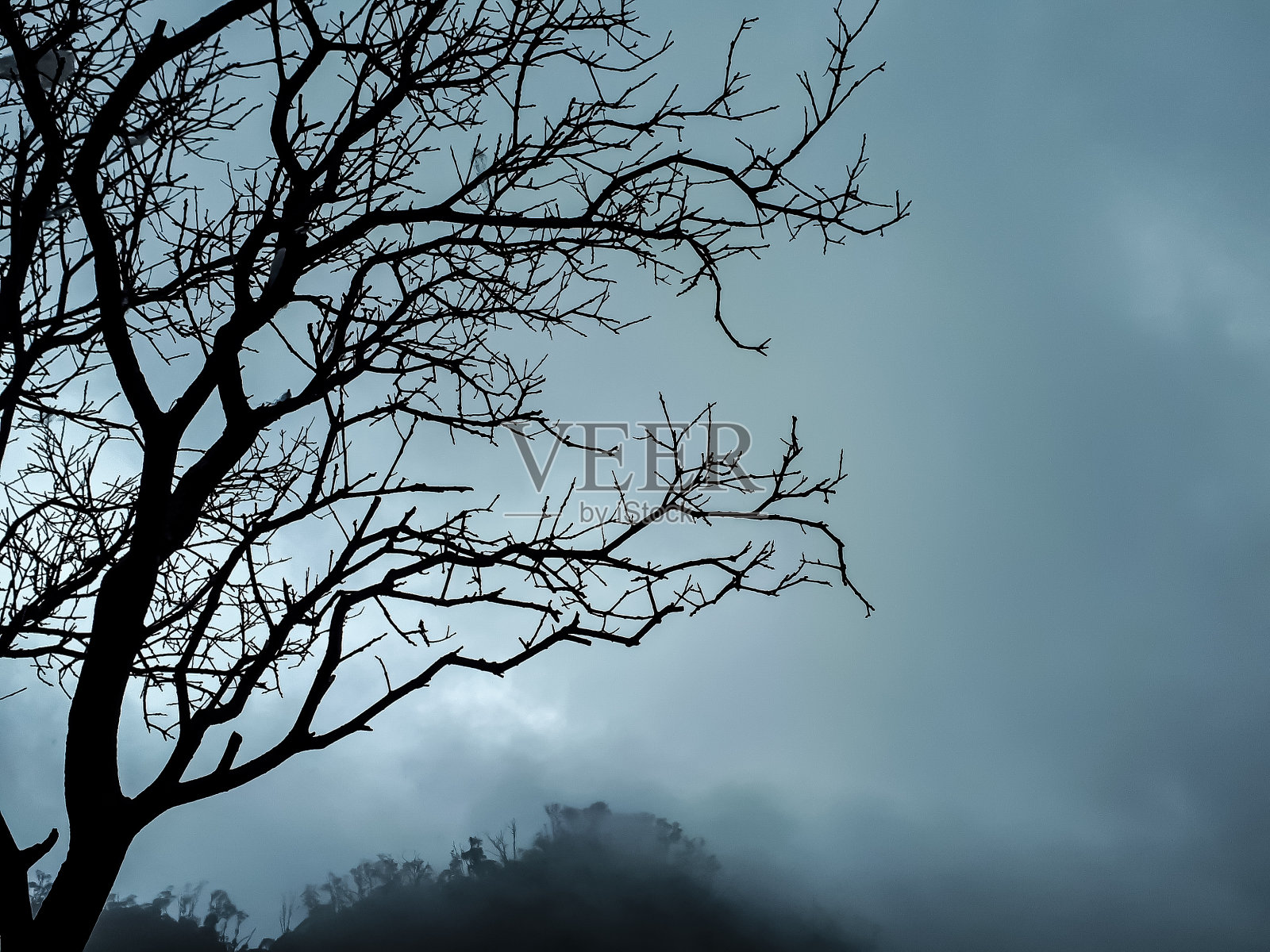 树的轮廓照片摄影图片