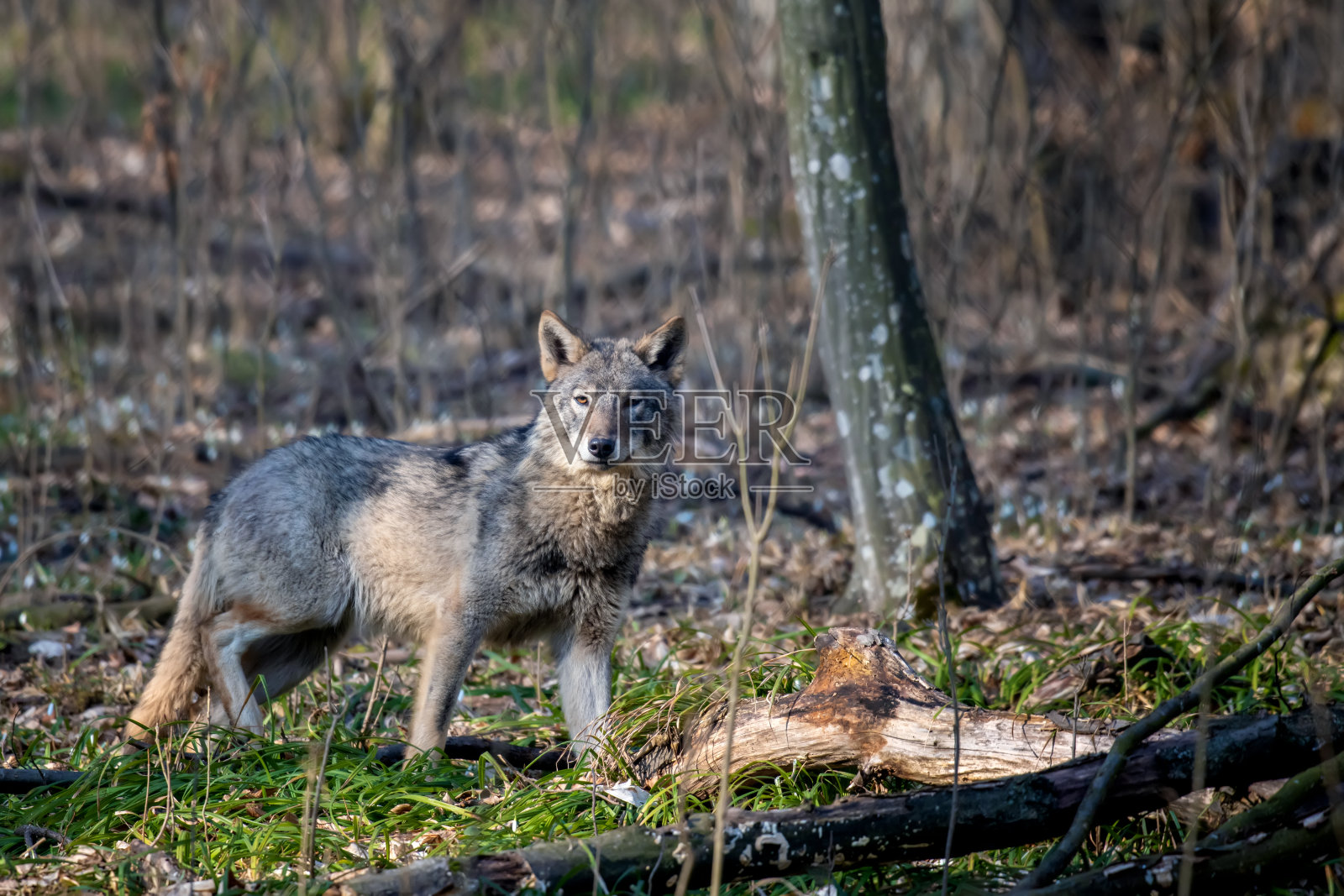 森林里的狼。野生动物在自然栖息地照片摄影图片