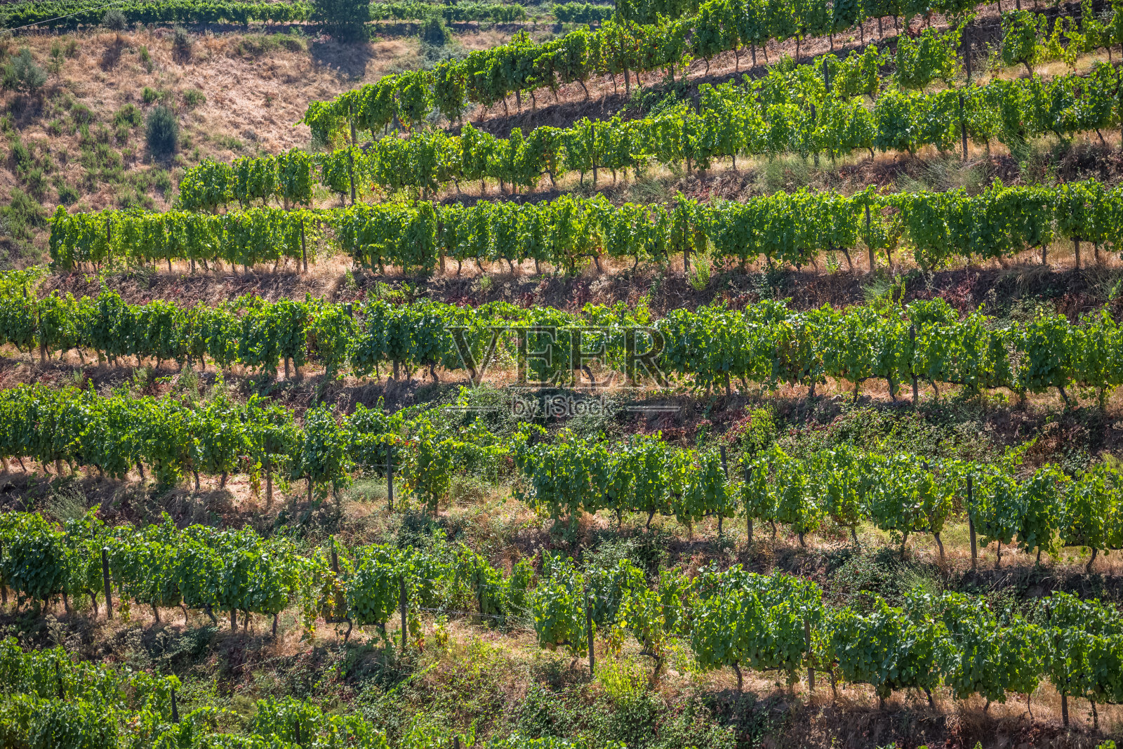 葡萄园的葡萄，农业农场，典型的地中海景观照片摄影图片