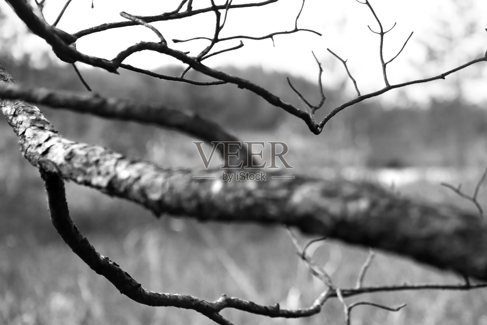 一根松树的树枝，在森林大火后被烧毁，以一片被拯救的森林为背景照片摄影图片