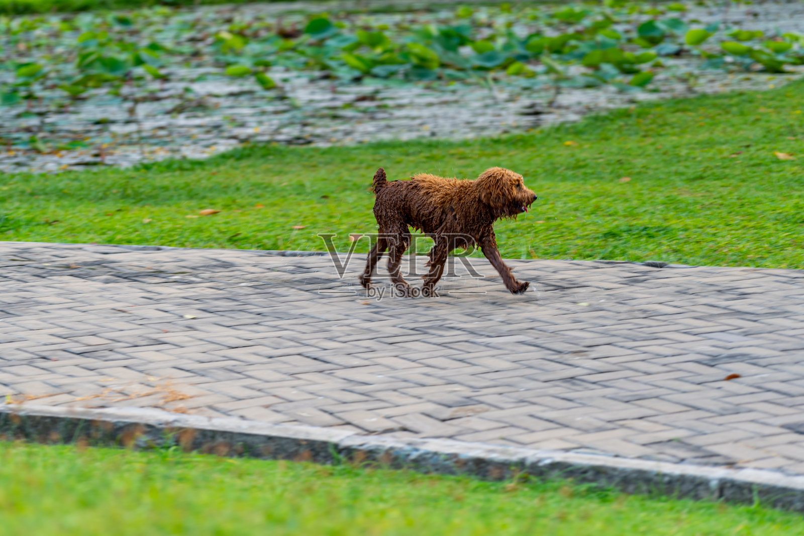 可怜的流浪狮子狗长着脏兮兮的棕色皮毛在公园散步照片摄影图片