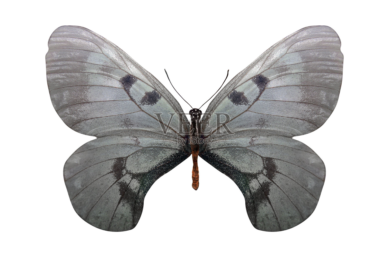 热带白蝴蝶孤立在白色背景上照片摄影图片