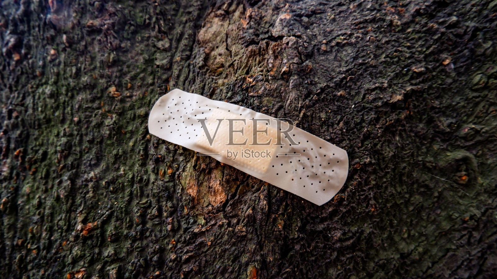 树上挂着带花的创可贴照片摄影图片