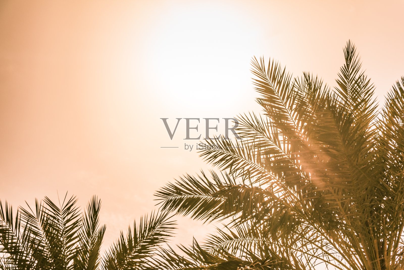 热带旅游天堂棕榈在温暖阳光明媚的夏日阳光天空照片摄影图片