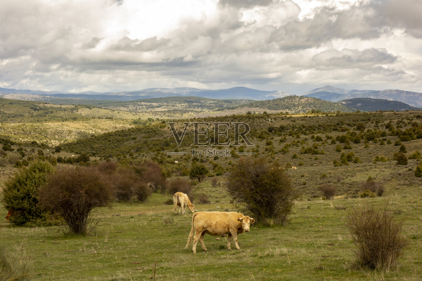 从西班牙托莱多到阿维拉的卡米诺德莱万特，在圣詹姆斯路上的圣巴托罗米德皮纳雷斯附近的山脉景观照片摄影图片
