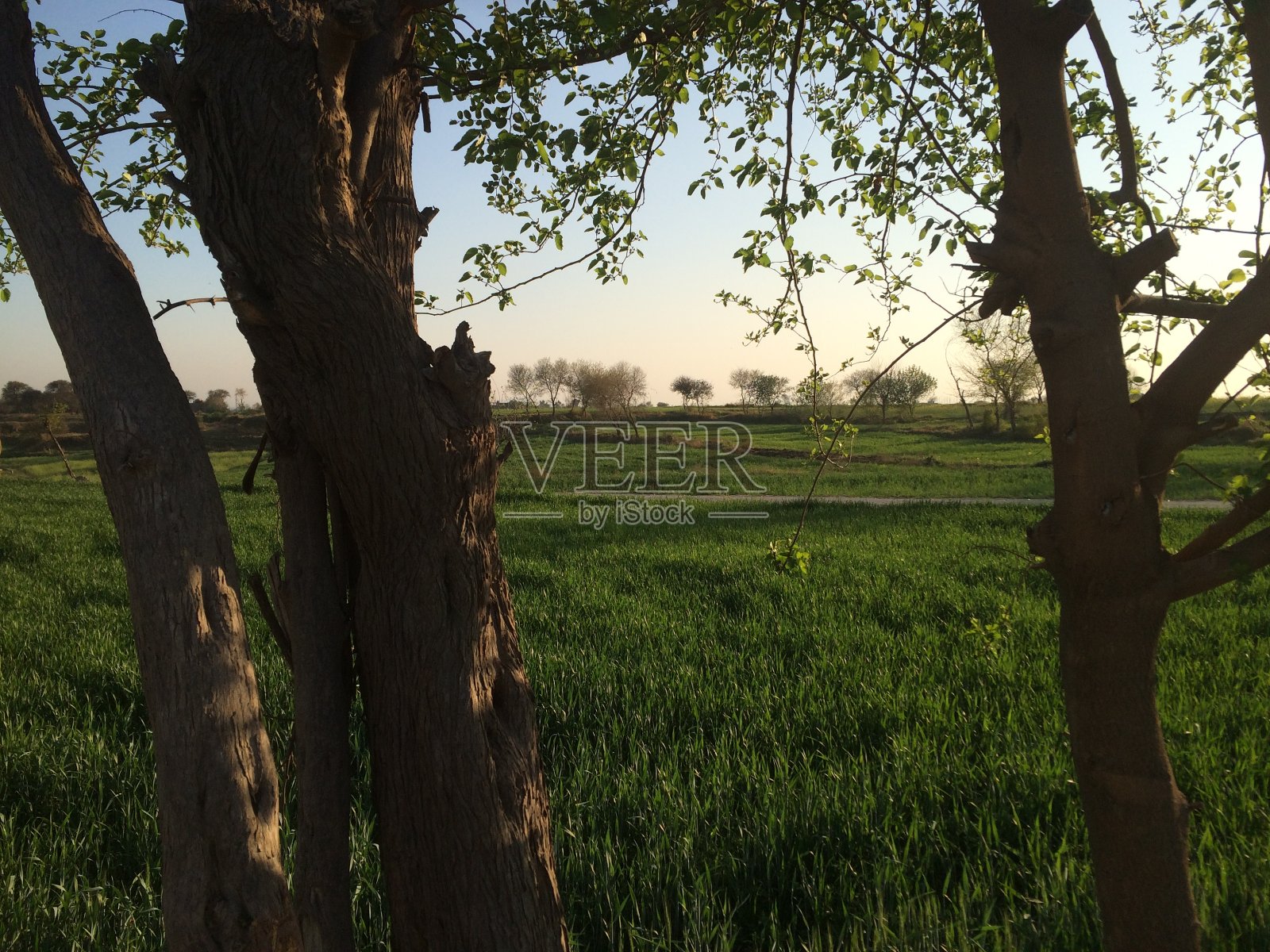 哈扎拉哈里普尔卡林哈尔村照片摄影图片