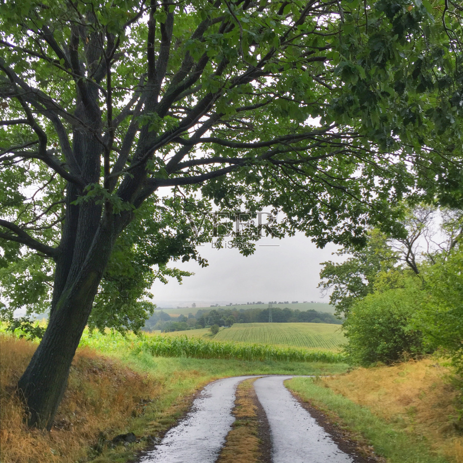 乡间小路照片摄影图片