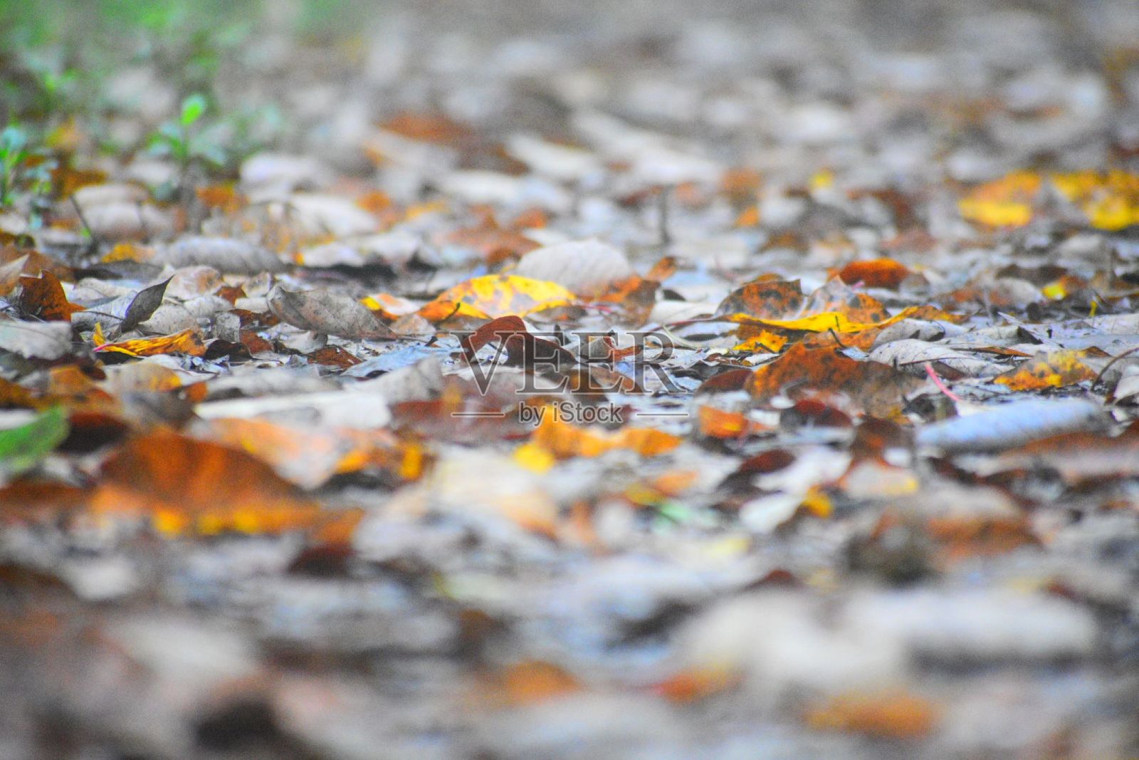 秋天的途径照片摄影图片