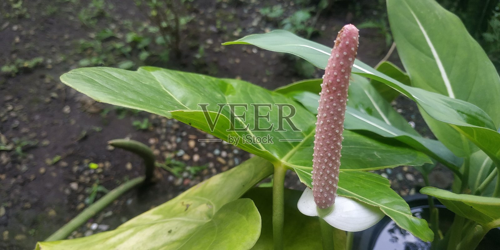 特写镜头花粉色照片摄影图片