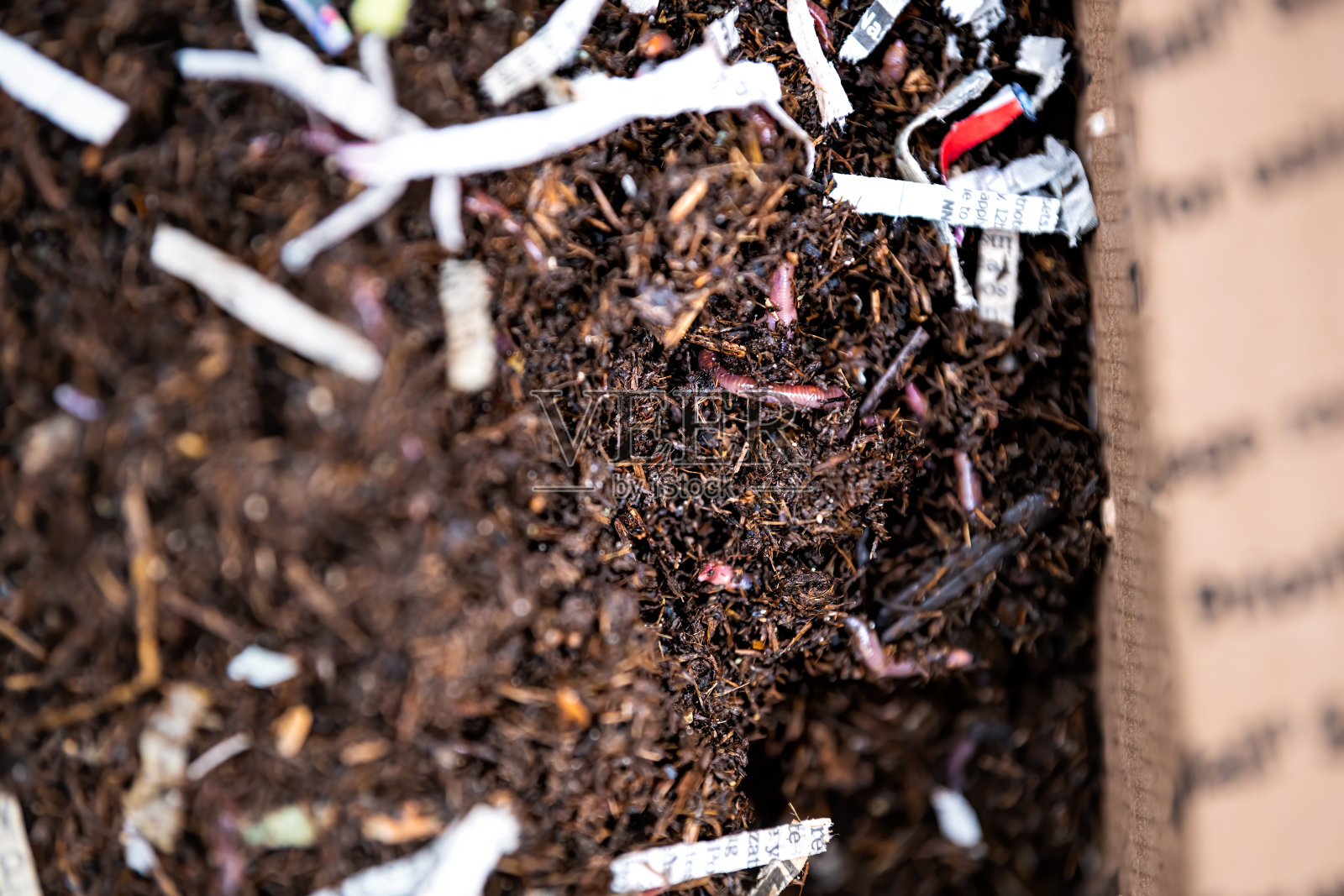 蚯蚓和红色蚯蚓的微距特写邮件邮筒包裹从网上订购在泥土照片摄影图片