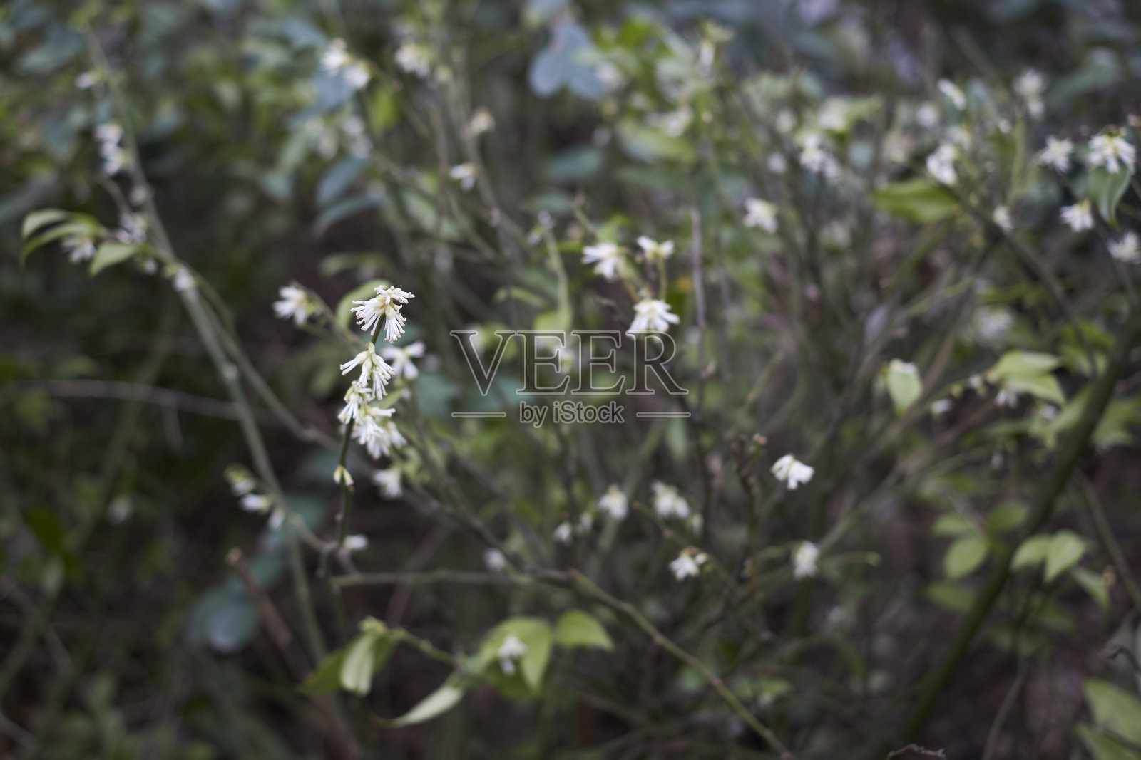 牛蒡灌木在开花照片摄影图片