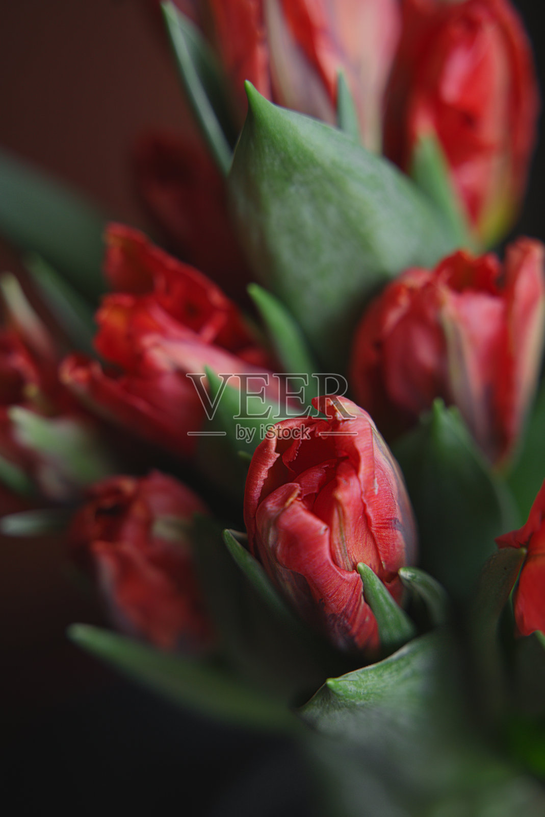 红色郁金香花束，特写，选择性聚焦照片摄影图片