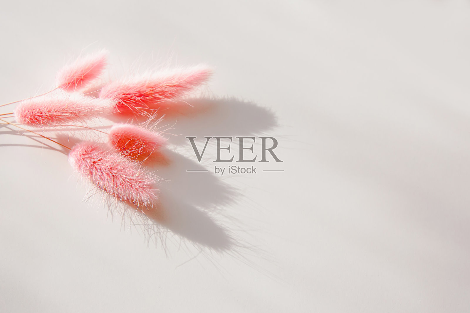 干兔尾草在白色的背景。简约时尚的潮流概念。太阳的影子。副本的空间。照片摄影图片