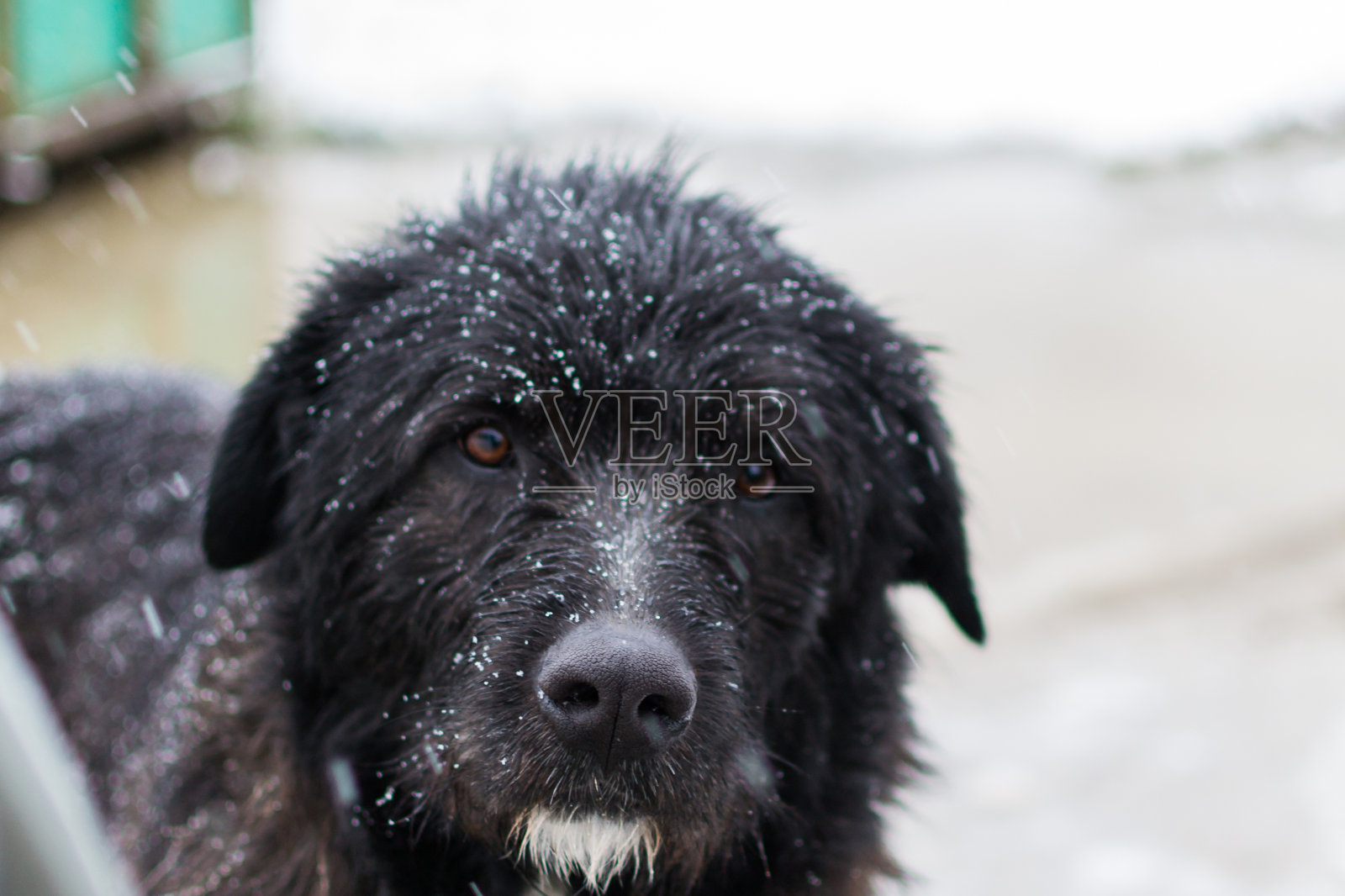 流浪狗无家可归，眼神忧伤照片摄影图片