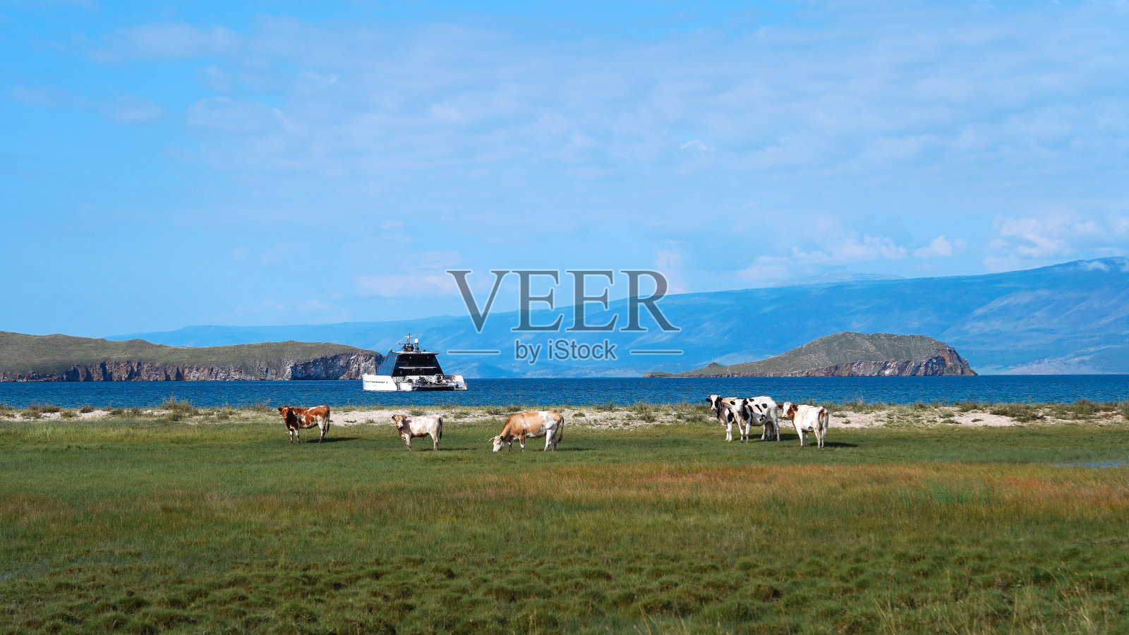 在游艇的背景下，牛群在草地上吃草照片摄影图片
