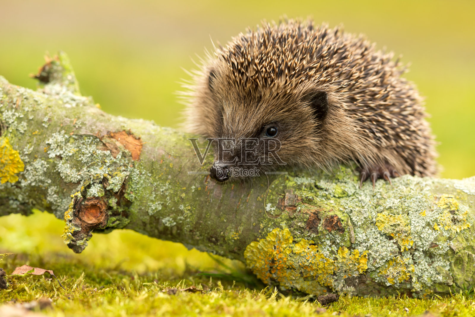 刺猬，野生的，本土的，欧洲刺猬，面对着覆盖着地衣的原木。干净的背景。水平的。副本的空间。照片摄影图片