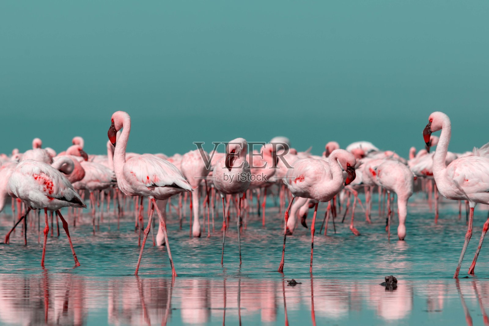 美丽的非洲火烈鸟的特写，站在静止的水与反射。照片摄影图片