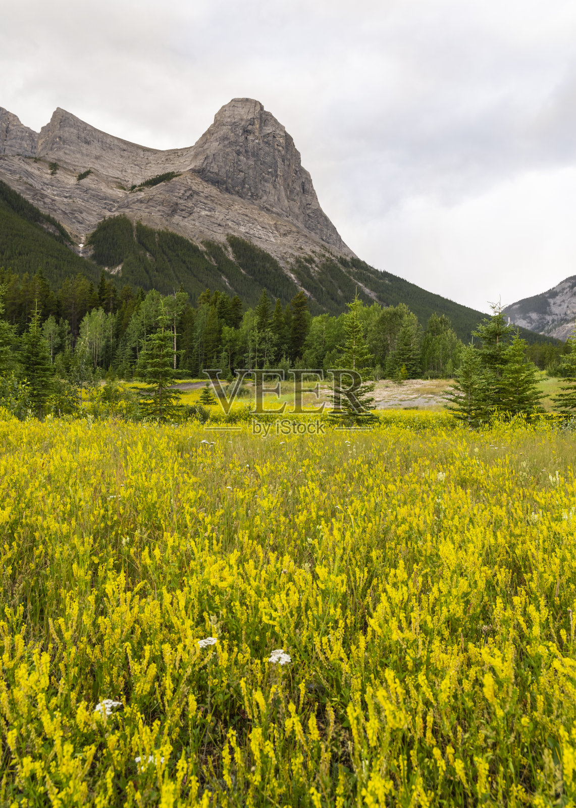 加拿大落基山脉弓形山谷的夏季花朵照片摄影图片