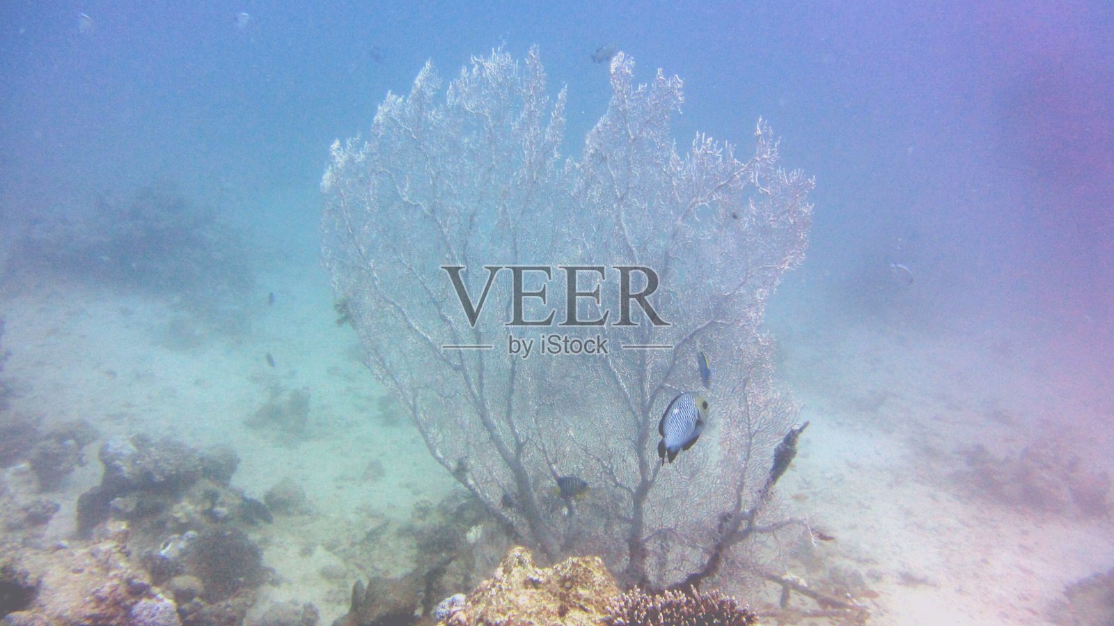 可怕的珊瑚照片摄影图片