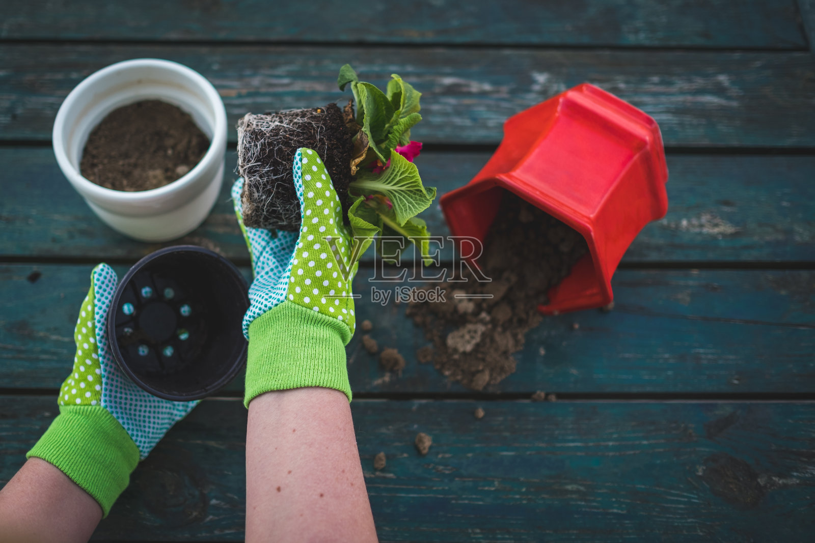园丁戴着手套把花插到另一个花盆里照片摄影图片