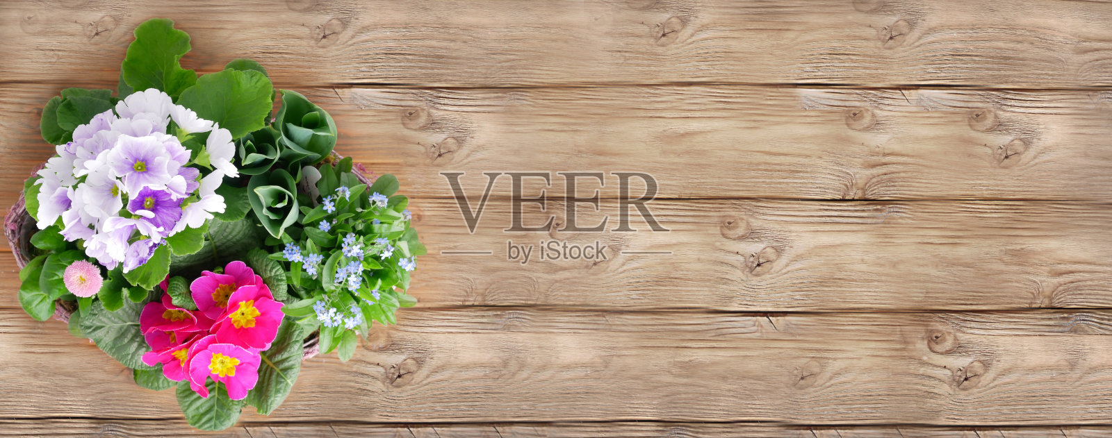 花朵,花卉栽培。木背景上的花园幼苗。园艺和园艺横幅与复制空间。幼苗，喷壶和园艺工具。为花园和花艺铺平的边界。照片摄影图片