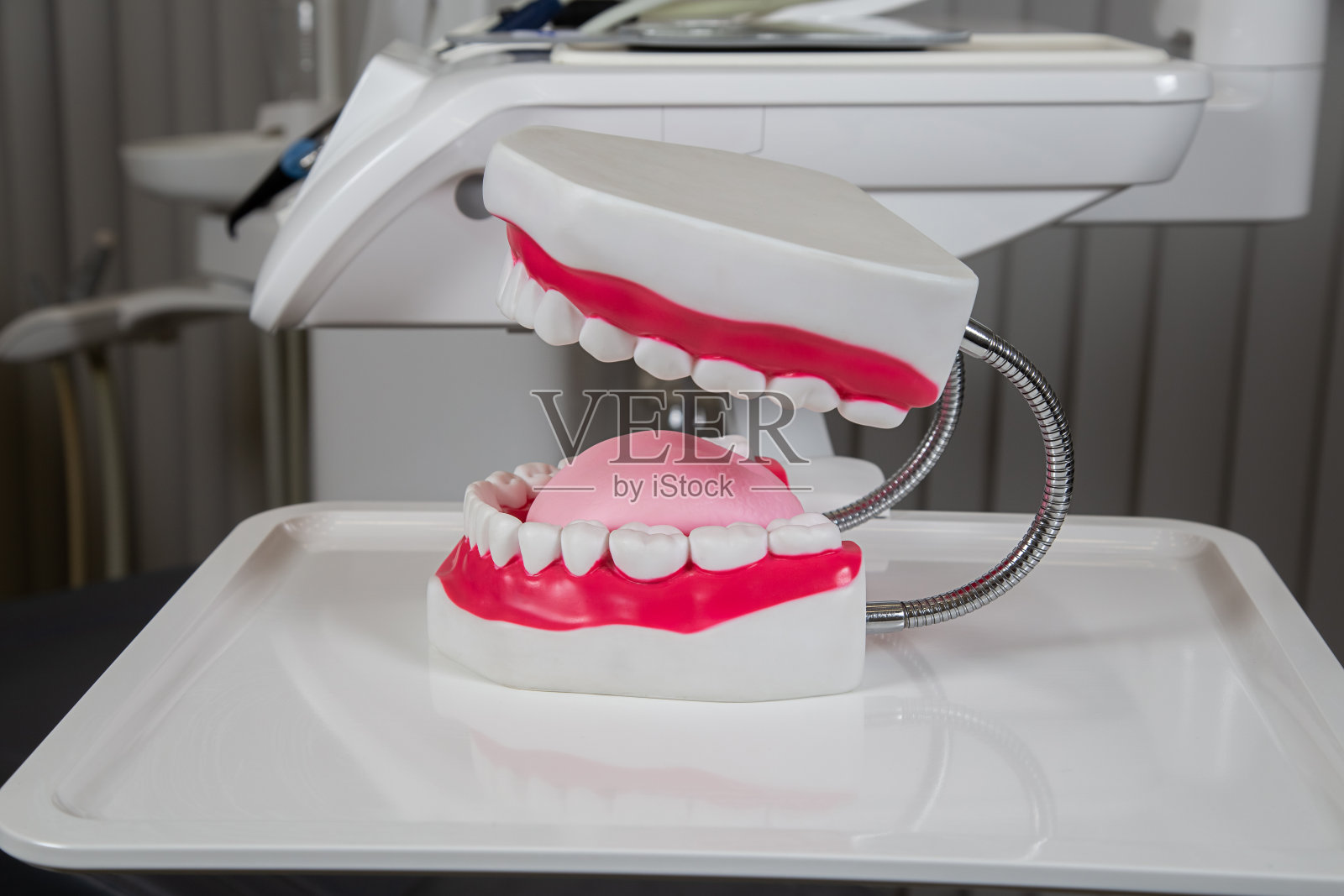 石膏模型的下巴与牙龈和牙齿在桌子上。人工颌，牙医和病人的视觉辅助。照片摄影图片