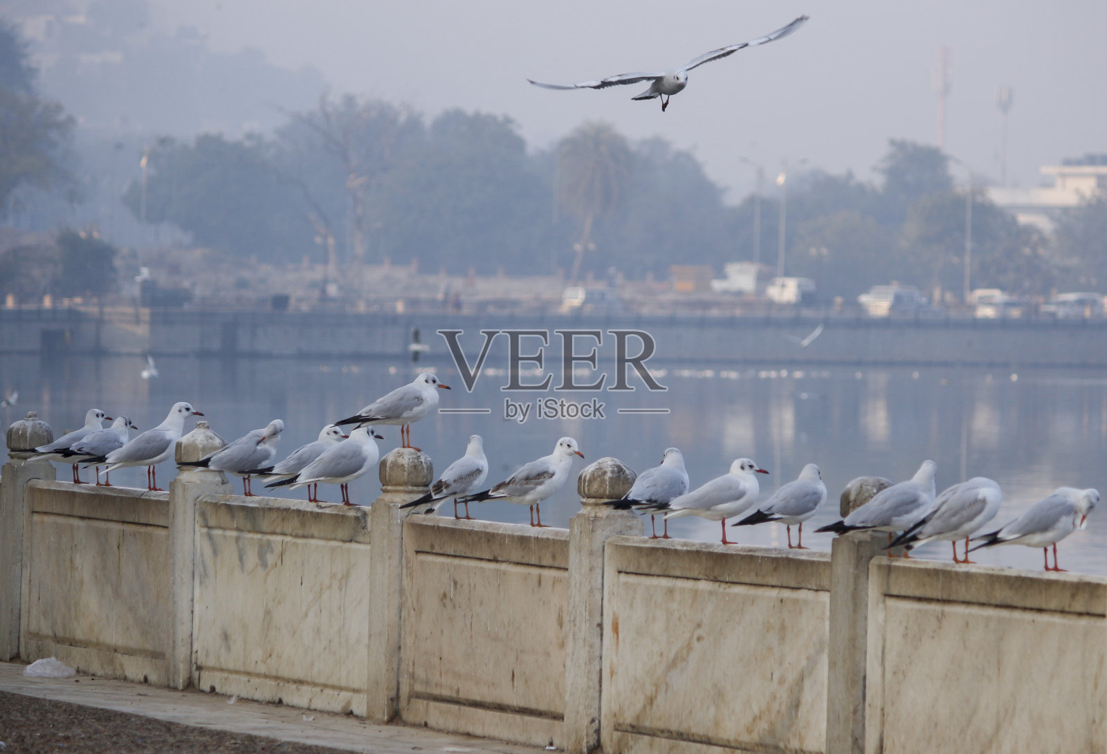海鸥照片摄影图片