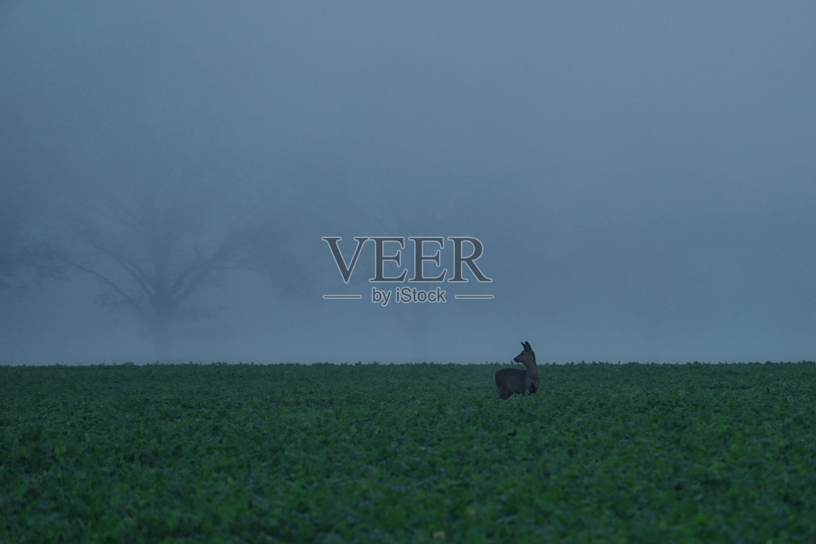 野鹿在雾蒙蒙的早晨从侧面看过去照片摄影图片