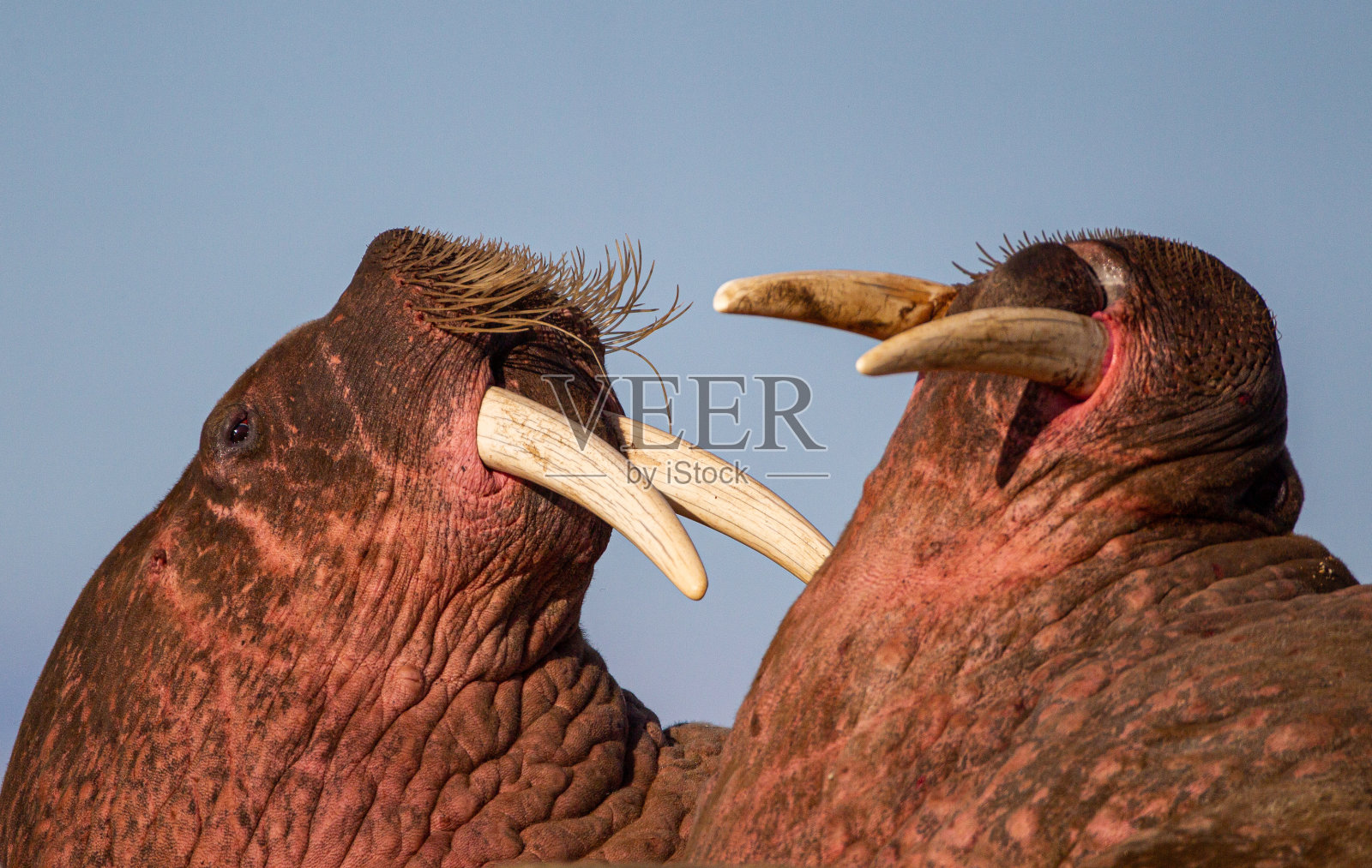 晒黑的海象躺在北极圈的海滩上照片摄影图片