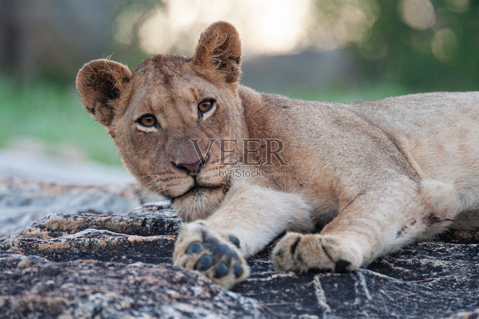 非洲的小狮子照片摄影图片