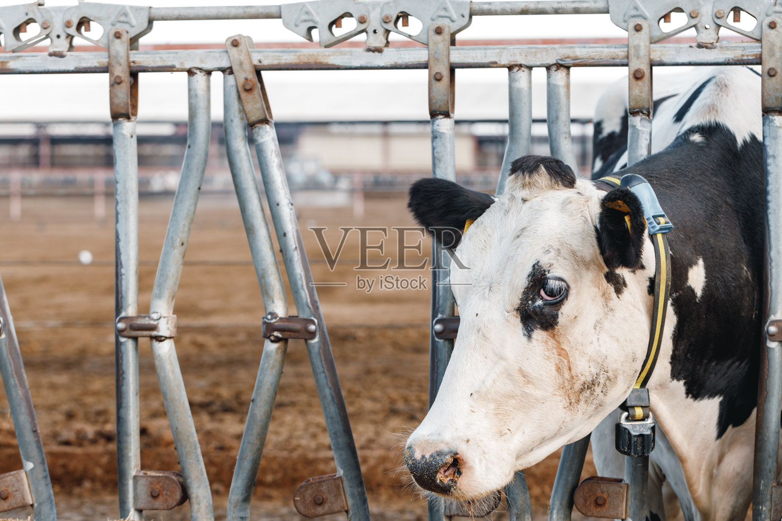 牛栏里的一头牛照片摄影图片
