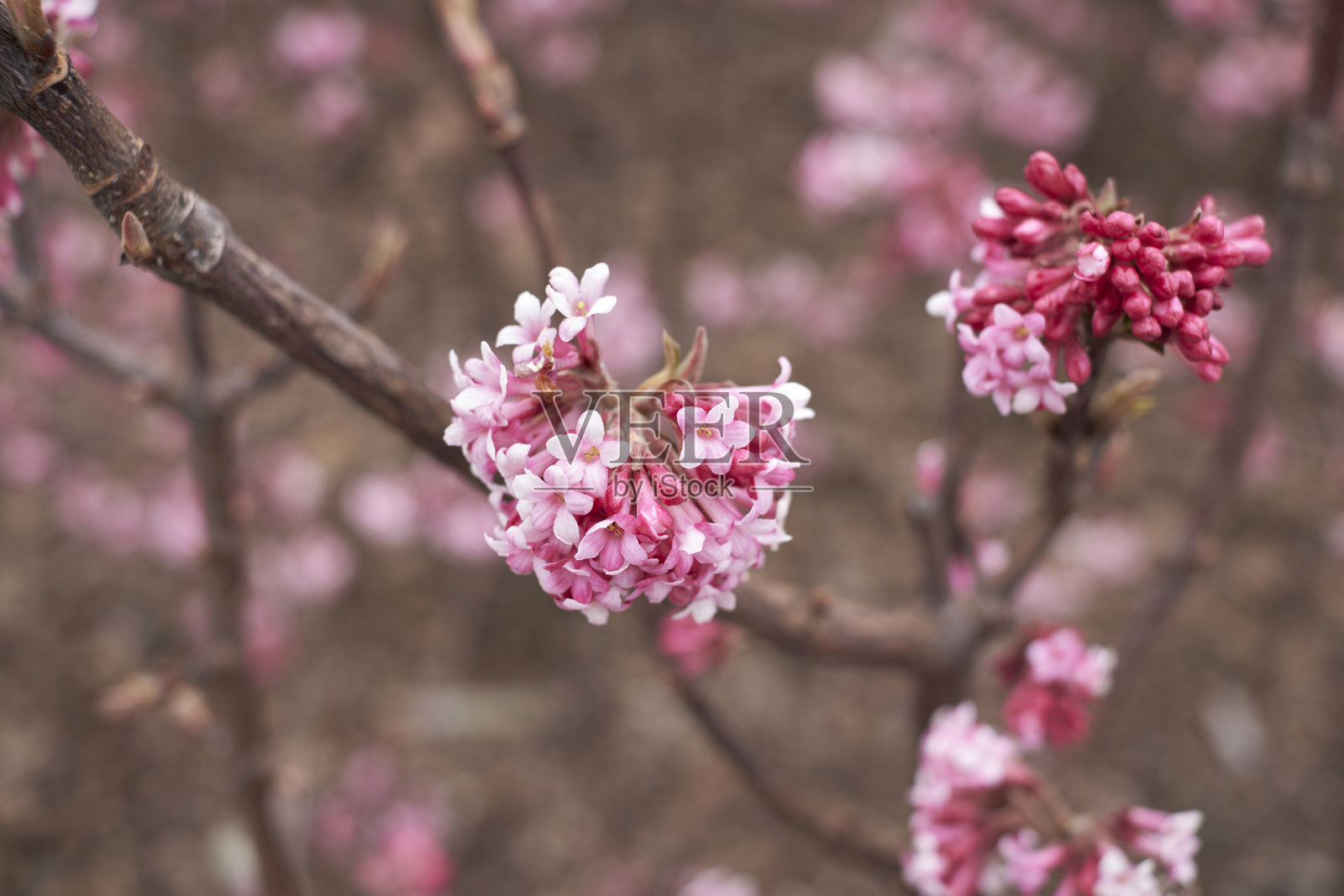 荚蒾灌木在开花照片摄影图片