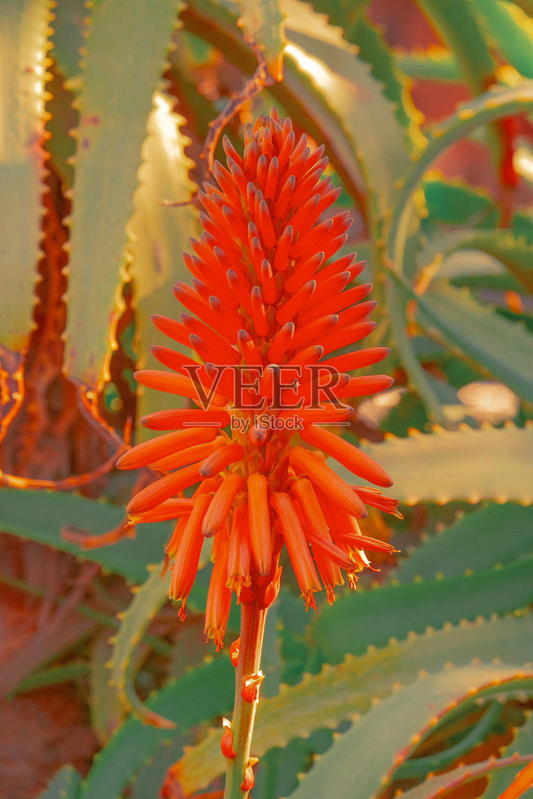 热带美学植物墙纸。充满异域风情的花朵。炎热的夏天的位置。加那利岛。旅游的概念照片摄影图片