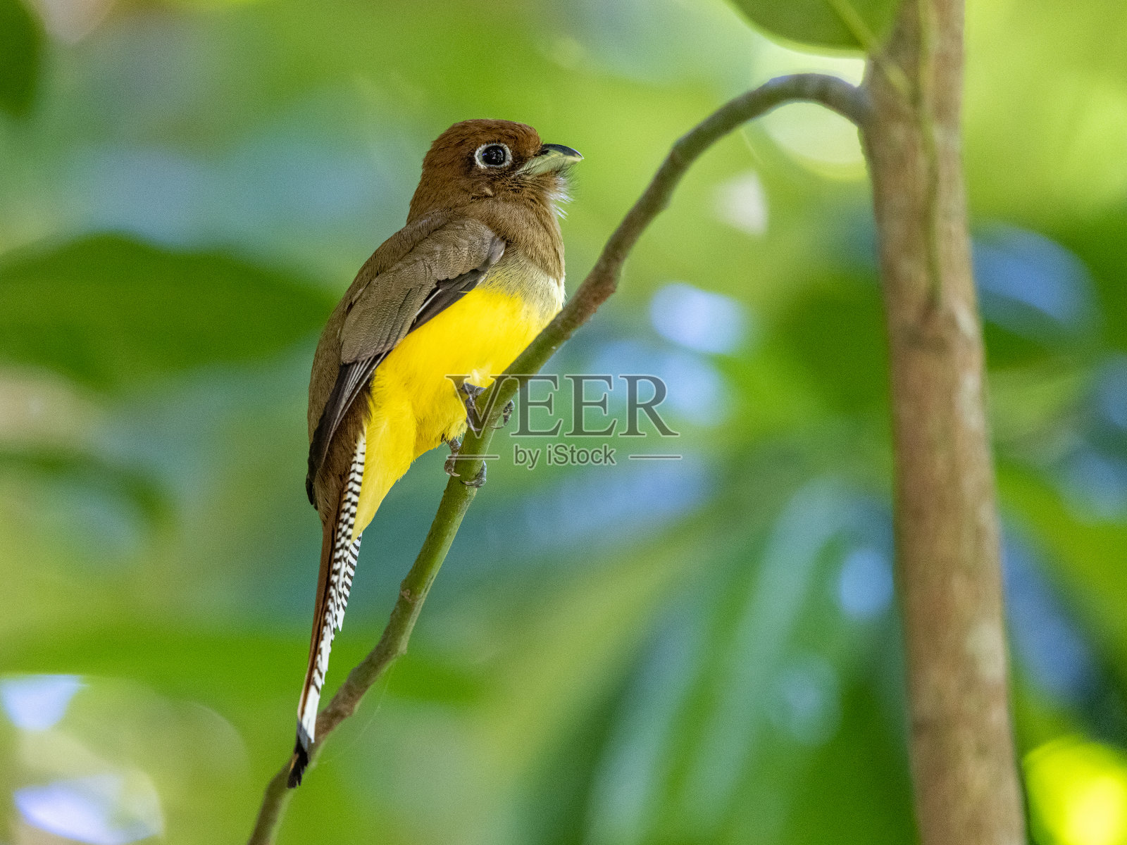 雌性黑色喉部trogon照片摄影图片