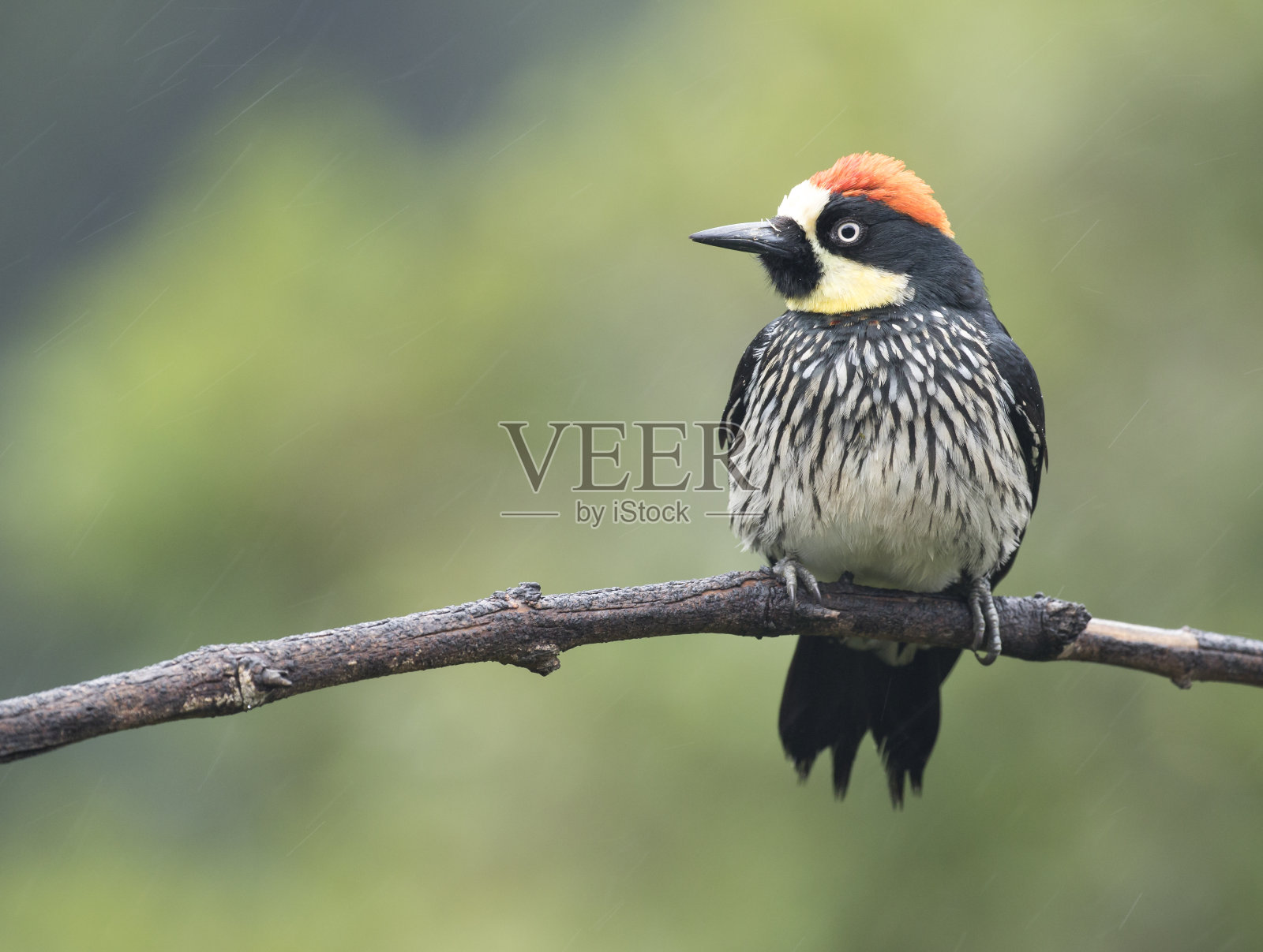 橡树果啄木鸟在一个水平的树枝上有绿色模糊的背景照片摄影图片
