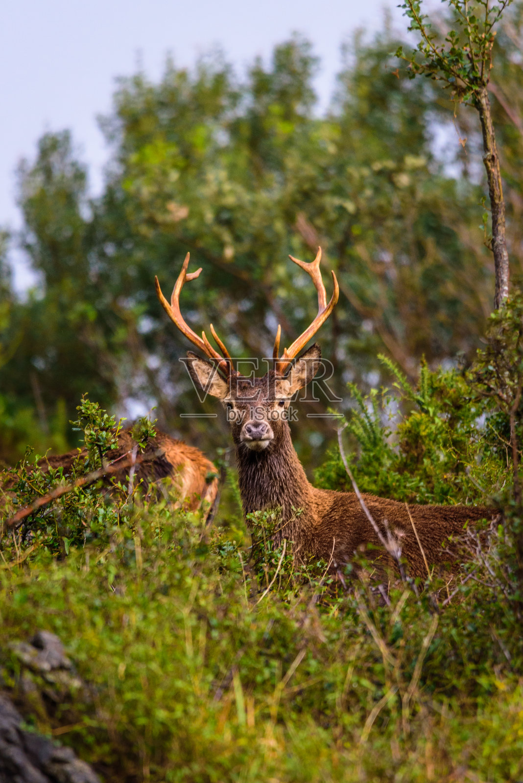 雄鹿照片摄影图片