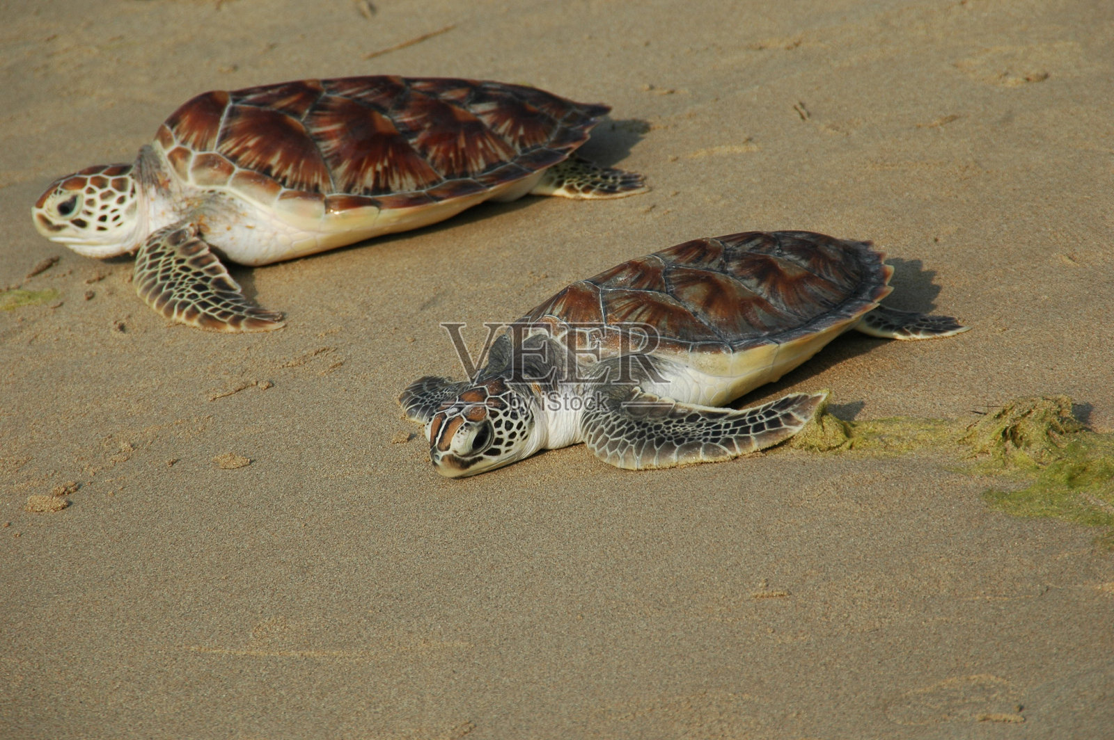 海龟在海滩上看太阳照片摄影图片