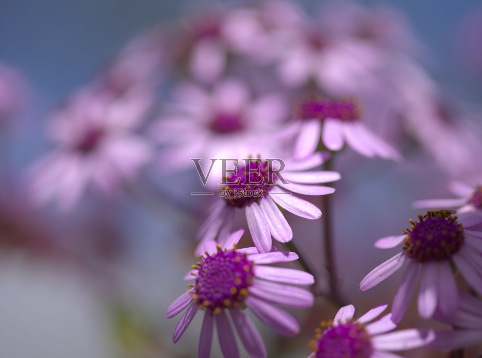 大加纳利岛的植物区系-紫红色紫花，该岛特有，自然的宏观花卉背景照片摄影图片