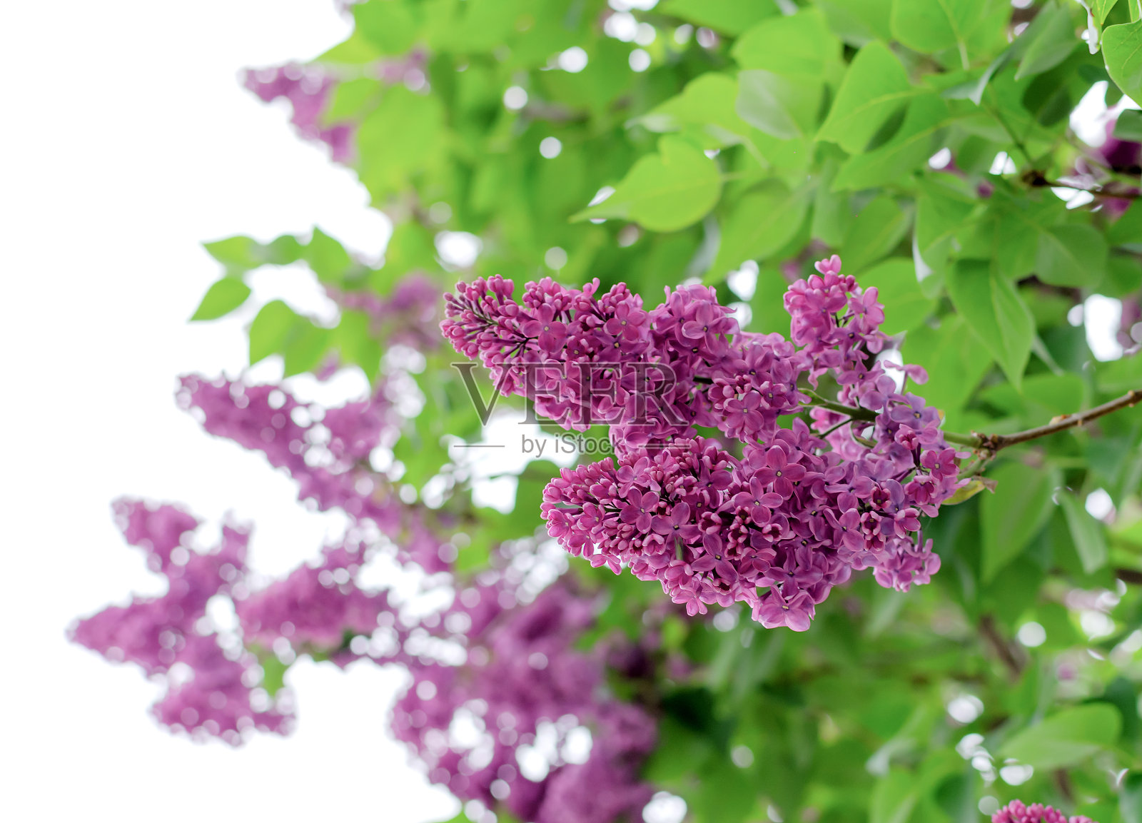 丁香的花枝照片摄影图片