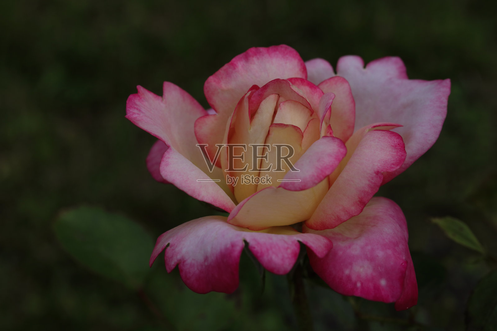 粉色玫瑰自然背景，阳光明媚的玫瑰花丛绿叶，精选对焦照片摄影图片