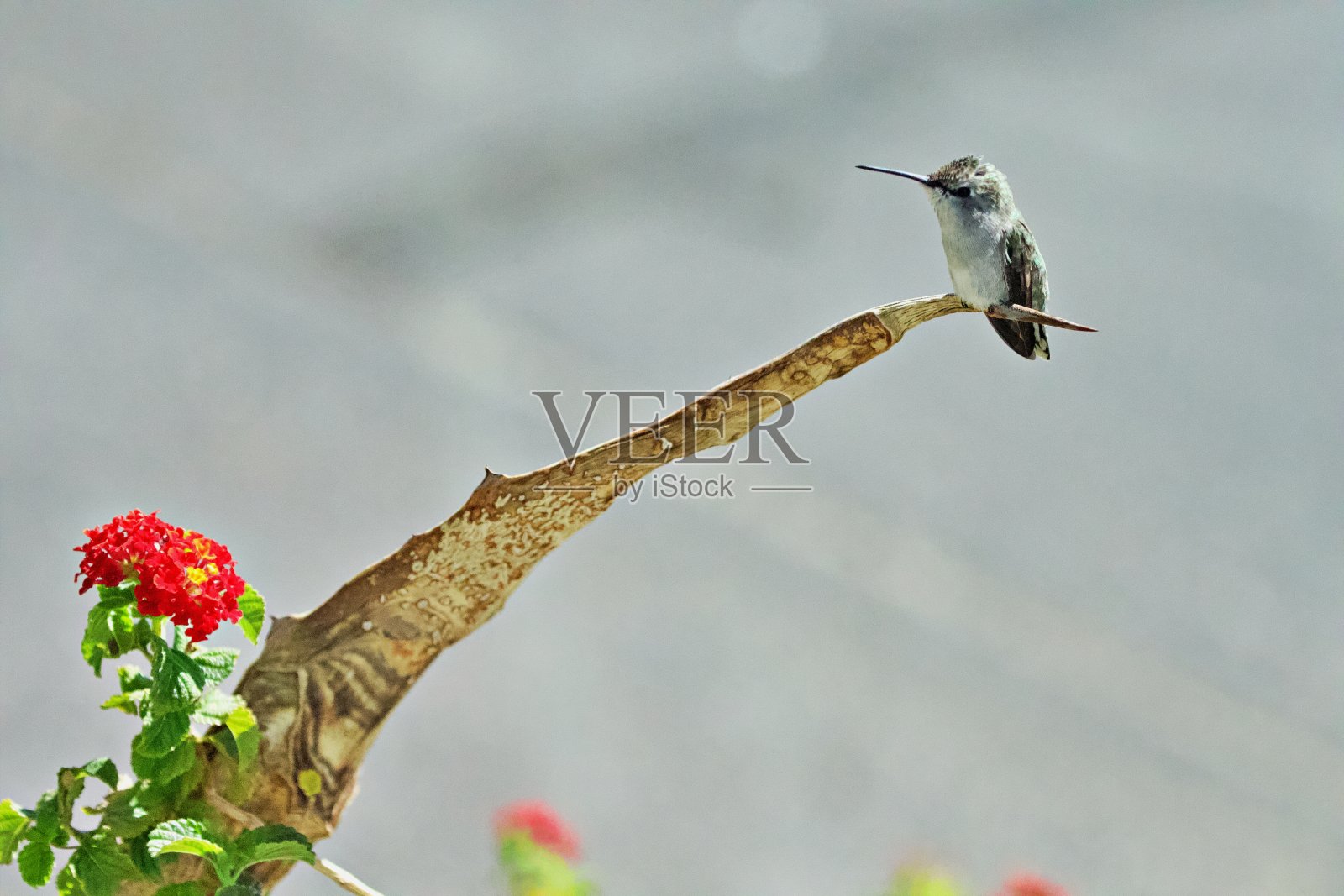 树枝上的蜂鸟照片摄影图片