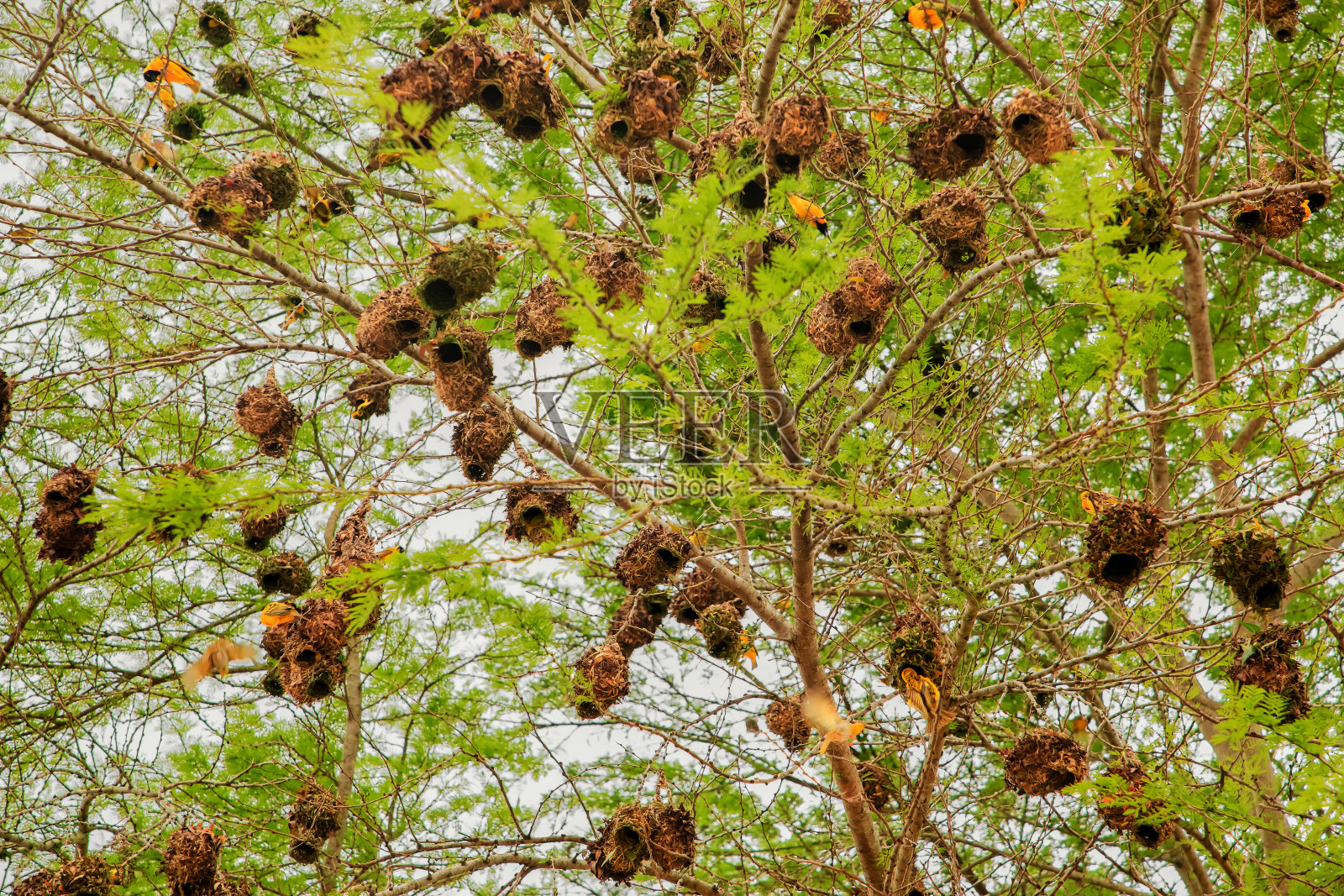 许多非洲小鸟，黑头黄织工在树上靠近它的巢照片摄影图片