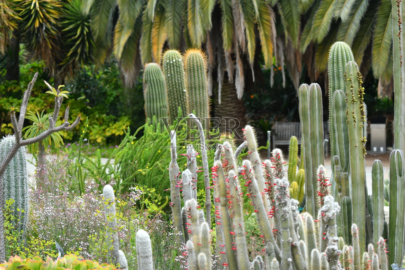春天的花在仙人掌组照片摄影图片