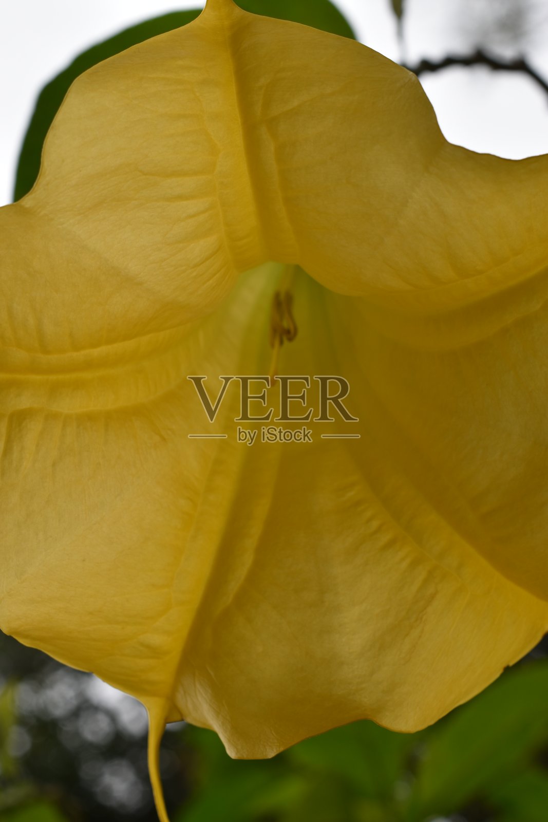 黄色花朵特写镜头照片摄影图片