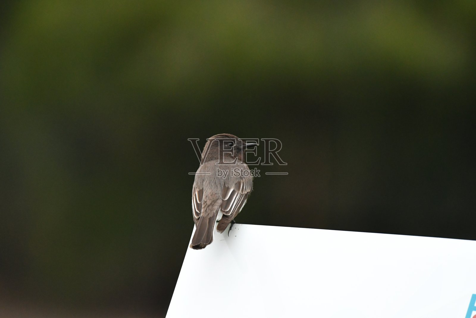 一只小鸟在一个白色标志的角落向右看照片摄影图片