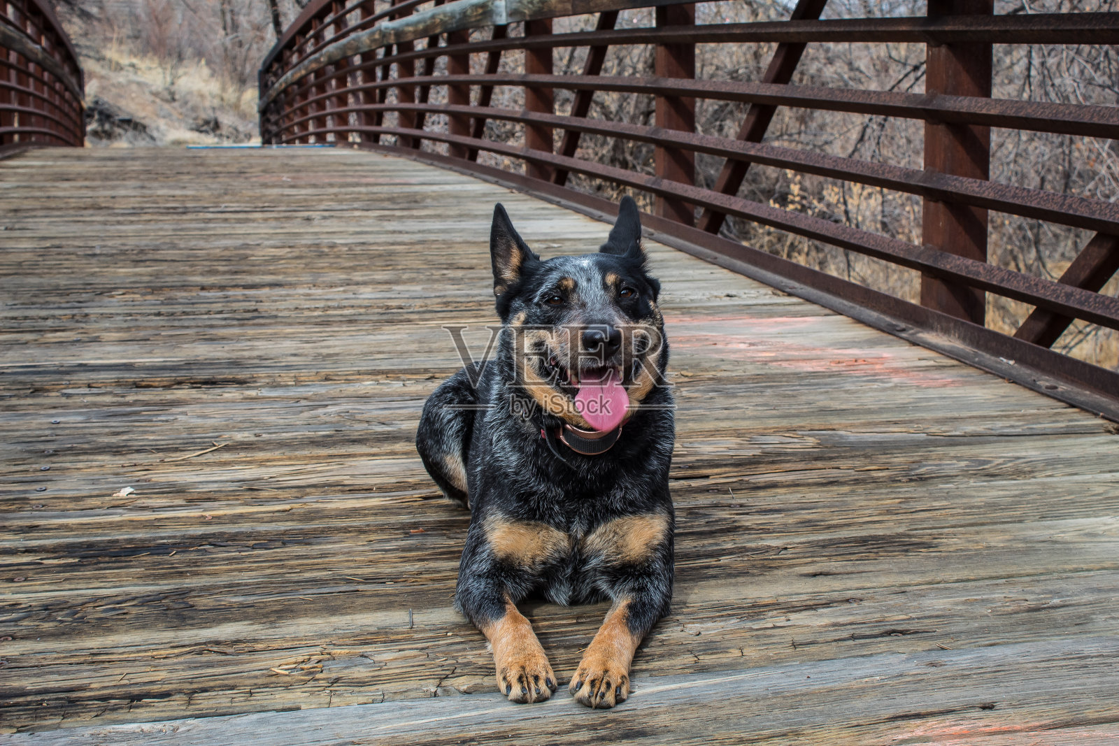 美丽的澳大利亚牛狗蓝希勒坐在一座桥和人行道上。照片摄影图片