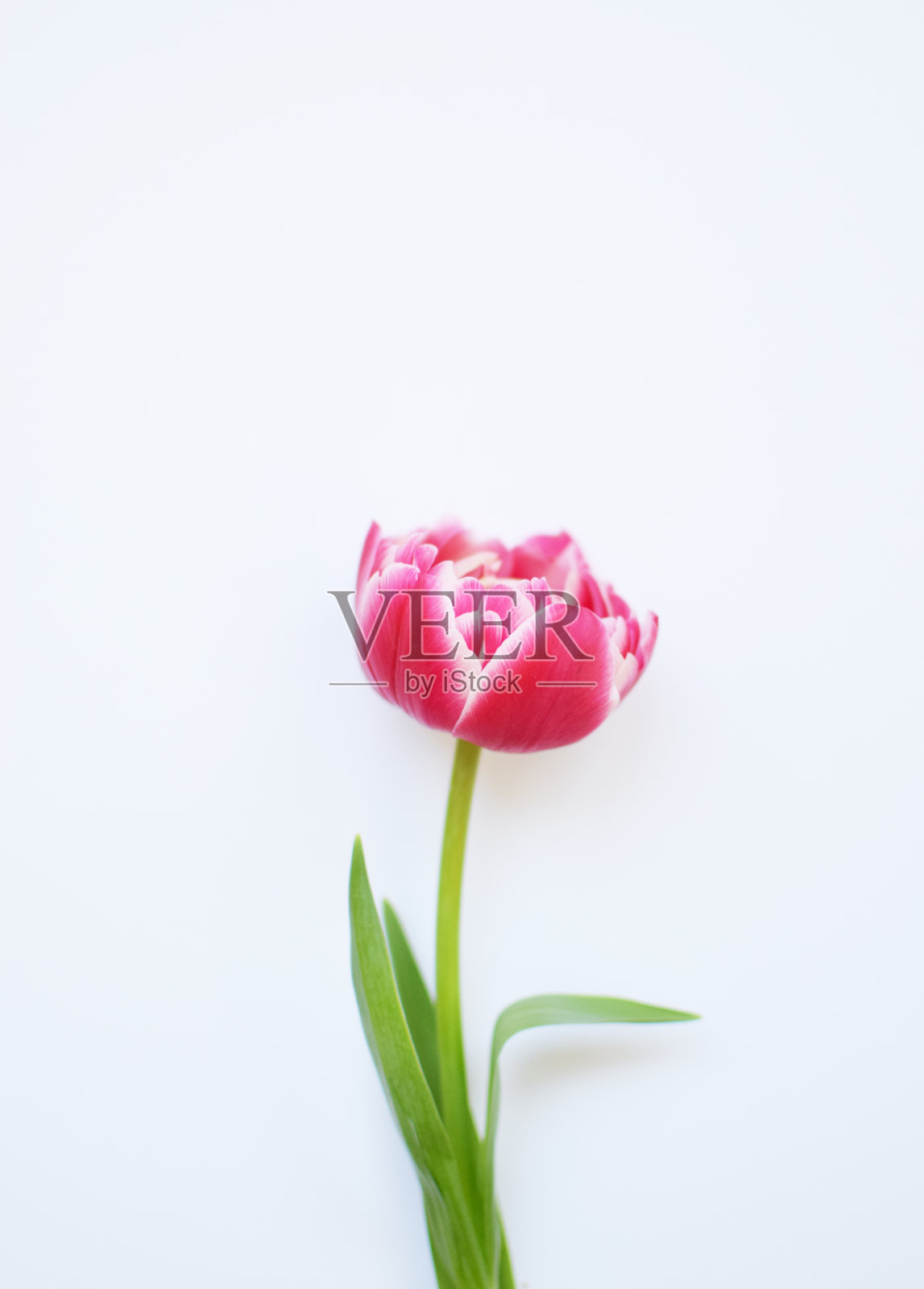 一朵娇嫩的牡丹红色郁金香，绿色的叶子，粉红色的背景。照片摄影图片