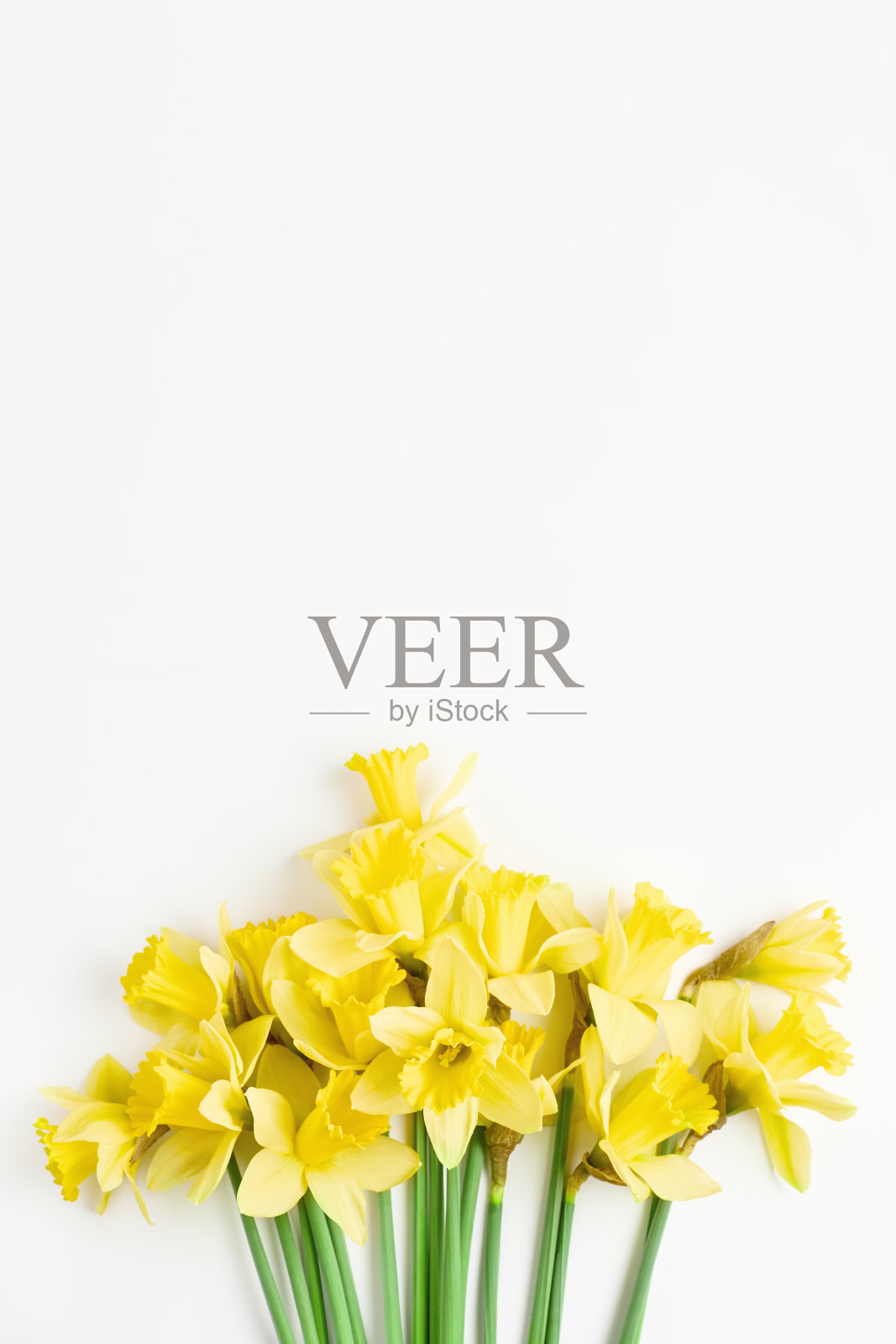 花的横幅。美丽的花束的新鲜水仙花的黄色在白色的背景。简单的节日春节贺卡、请帖。俯视图，平放照片摄影图片