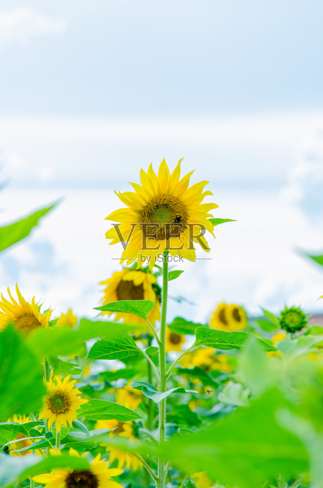 越来越多的向日葵照片摄影图片