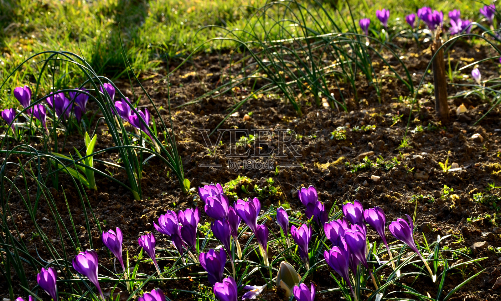 藏红花收获。这些花是在早晨被采摘的。它们被留在黑暗的地方腐烂，在红色灯泡的光照下，它们用镊子从花中摘取雌蕊，然后干燥照片摄影图片